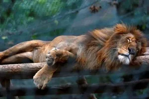 Ảnh: Động vật ở vườn thú Venezuela đói còn 'da bọc xương'