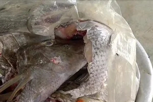  Quảng Ngãi tăng cường VSATTP sau vụ ngộ độc nghi do ăn cá hồng 