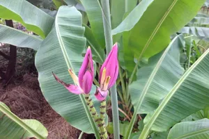 Kỳ lạ cây chuối trổ hai bông