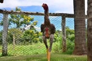 'Choáng' với chú gà trống khổng lồ cao tới 1,2 m