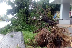 Hàng loạt cây xanh ở Huế bị quật gãy trong đêm