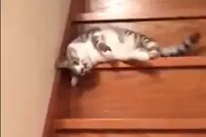 Chết cười với chú mèo lười đi cầu thang