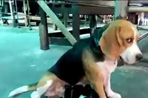 Chó đực ngẩn ngơ khi bị mèo bú tí