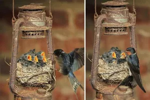 Muôn kiểu bảo bọc con của các loài chim trên thế giới