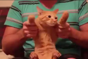 Biểu hiện buồn cười của mèo khi bị chủ cho nhảy disco