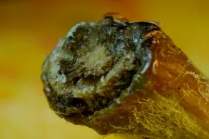 Nếu đoán được tất cả vật này, bạn là thiên tài