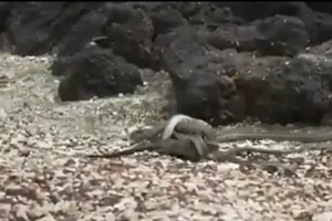 Thót tim với cuộc chạy trốn của kỳ nhông khỏi bầy rắn