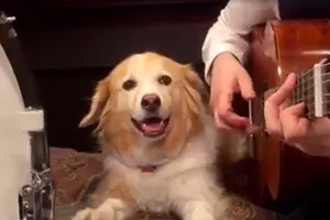 Clip cực độc: Chó cùng chủ chơi nhạc
