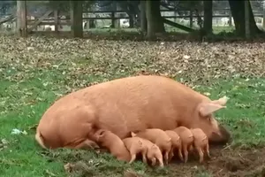 Lợn con bị mẹ hất tung lên trời vì quậy phá