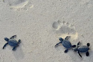 Ngắm rùa biển đẻ trứng tại Khu bảo tồn Hòn Cau