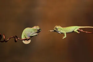 Ngắm vẻ đáng yêu của những chú tắc kè hoa