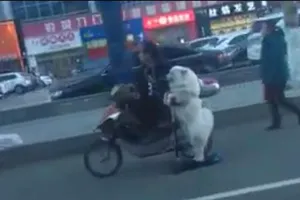 Há hốc mồm với chú chó lái scooter trên phố