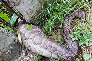 Trăn khổng lồ chết nghẹn sau khi nuốt một chú chó