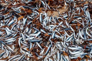 Cá chết hàng loạt dạt vào bãi biển nước Anh