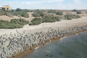 Clip: Hàng triệu chim cánh cụt đổ dồn đến Argentina