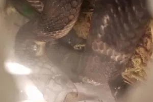 Kinh hoàng phát hiện 5 con rắn hổ mang chúa tại sân bay