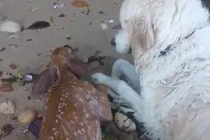 Chó lao ra biển cứu nai thoát chết