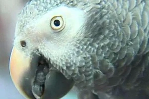 Vẹt của chồng quá cố tố cáo, lộ ra tội ác giết chồng