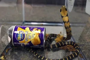 Mở hộp bánh, sững sờ thấy 3 con rắn hổ chúa 