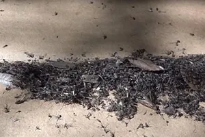 Làm sao để diệt 4000 con muỗi mỗi đêm?