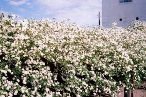 Chiêm ngưỡng cây hoa hồng khổng lồ, tán rộng 800m2