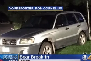 Gấu đột nhập xe hơi rồi... lái một vòng quanh phố