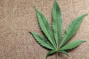 Pháp: Nhiều trẻ bị ngộ độc cần sa