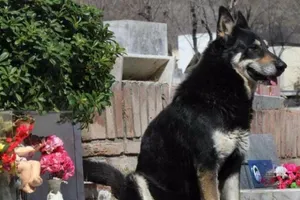 Cảm động chú chó 10 năm không rời mộ chủ