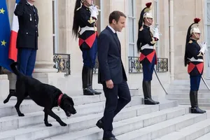 Nước Pháp có 'đệ nhất khuyển'