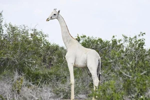 Lần đầu tiên phát hiện hươu cao cổ trắng cực hiếm