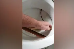 Ớn lạnh xem cảnh dùng tay không lôi rắn ra khỏi bồn cầu