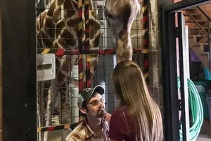 Lạ: Nhờ hươu cao cổ giúp cầu hôn bạn gái