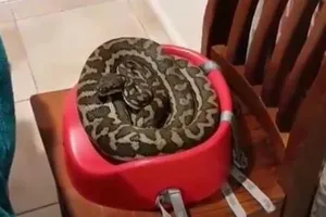 Đang ăn cơm, hoảng hồn phát hiện trăn cuộn tròn kế bên