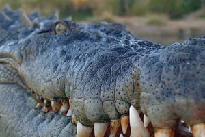 78 cá sấu tẩu thoát, thành phố Trung Quốc náo loạn