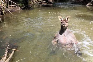 Kangaroo vạm vỡ đến lực sĩ cũng 'chào thua'