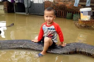 Bé cưỡi trăn khổng lồ ở Thanh Hóa gây choáng báo Anh