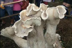 Choáng với 'nấm vua' cao gần 1 m, nặng 50 kg