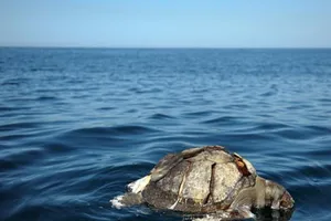 Hiện tượng lạ: Rùa chết hàng loạt ở Đại Tây Dương