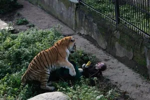 Kinh hoàng hổ dữ tấn công nữ nhân viên vườn thú Nga