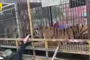 Suýt cụt tay vì đùa với hổ của rạp xiếc