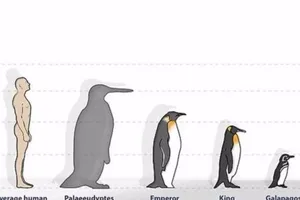 Tổ tiên chim cánh cụt cao bằng con người