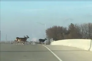 Clip: Sốc vì bầy hươu đột nhiên đồng loạt nhảy cầu 