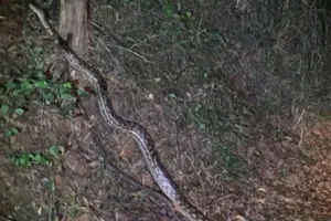 Đứng tim vì suýt bước qua trăn dài 5 m