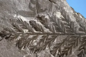 Bằng chứng hùng hồn Nam Cực từng có rừng nhiệt đới