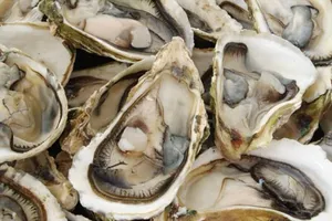 Chết vì ăn hàu có nhiễm khuẩn 'ăn thịt người'