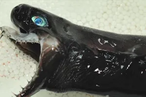 Bắt được cá mập nhìn như thể... 'ngoài hành tinh'