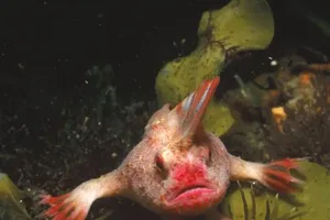 Phát hiện cá kỳ dị có tay, đi bộ dưới đáy biển