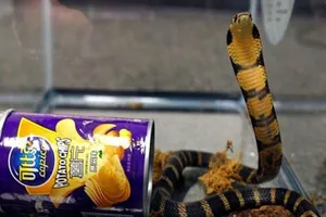 Phát hiện rắn hổ cực độc trong lon khoai tây chiên