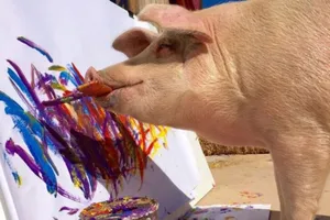 Choáng với bức tranh trị giá ngàn đô của 1 nàng... lợn