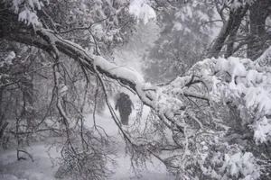 Bão tuyết ở Nga khiến hàng ngàn cây bật gốc